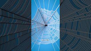 Spider Silk As A Bulletproof Vest 🤔 [upl. by Irama]