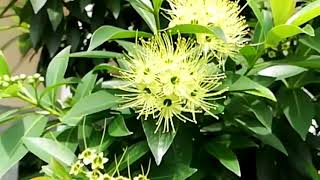 Golden Penda Tree xanthostemon chrysanthus [upl. by Azriel]