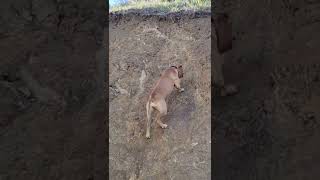 RedboyCottingham American Pitbull Terrier mountain climb in seconds Apbt Tom Garner game dog [upl. by Hadeehsar]