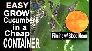 Growing Cucumbers EASY Garden Guide Tips Ideas Container Harvest Pickles [upl. by Nuavahs]