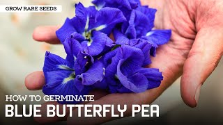 Grow Rare Seeds  How To Germinate Butterfly Pea Vine [upl. by Ayeka507]