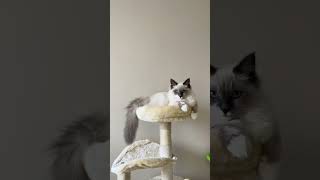 Ragdoll Kitten Growth EXPLOSION From 12 Weeks to 5 Months [upl. by Evatsug440]