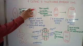 8 nucleated 7 celled embryo sac megaspore mother cell  plant physiology  class 12 NCERT [upl. by Devaney]