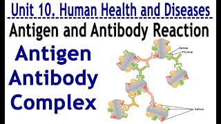 ANTIGEN ANTIBODY REACTION AND ANTIGEN ANTIBODY COMPLEX HUMANHEALTH AND DISEASE [upl. by Cecilla]