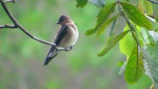 Freebirds of Brazil  Southern roughwinged swallow Stelgidopteryx ruficollis [upl. by Jazmin]