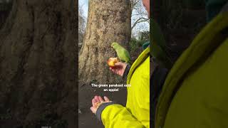 A man feeds a green parakeet in St James’s Park in central London [upl. by Cherian122]