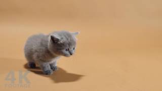 British Shorthair kitten meowing 5 weeks old  NO MUSIC  4K [upl. by Eizzik]