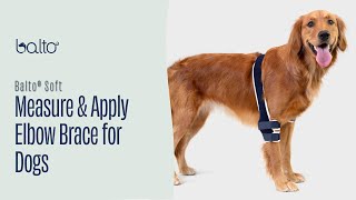 How To Measure and Apply a Single Elbow Brace on Dog [upl. by Adyeren]