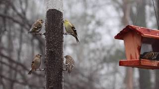 Pine siskin vs American goldfinch [upl. by Ajax471]