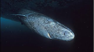 Facts The Greenland Shark [upl. by Leoine988]