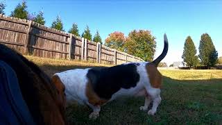 Handsome Jack GoPro Backyard Security Manager [upl. by Sherrod]