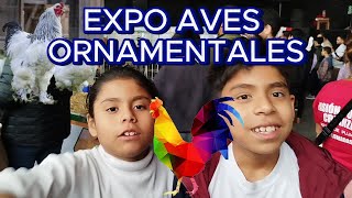 EXPO AVES ORNAMENTALES LIMA 2024 [upl. by Aicnerolf]