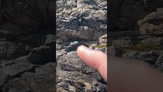 Faults and dykes on Lihou Island [upl. by Tonry]