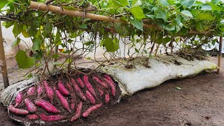 Why do sweet potatoes grown in soil bags have so many large tubers [upl. by Servetnick]