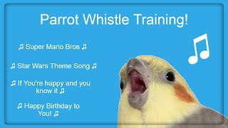 Bird Whistle Training Teach Your Bird  Parrot to Sing 8 Hour Loop [upl. by Niltak]