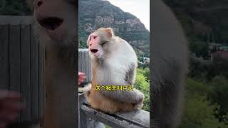 This monkey king has a flat head so he is named Flatheaded Monkey Chengjing [upl. by Nosidam]