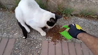 Stray cats in need of help feeding stray cats [upl. by Anivid]