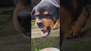 Sounds That Make dogs angry rottweiler angrypuppy cuteanimal puppy cutepet pets [upl. by Biles527]