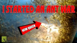 Oh No  I Started an Ant War [upl. by Arraes]