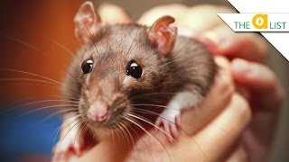 5 Fascinating Facts About Rats [upl. by Novat]