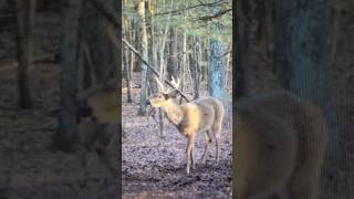 Doe and Bucks at a vine scrape deer deerhunting shorts [upl. by Arual296]