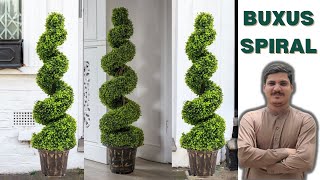 Buxus Spiral  Boxwood Spiral  Spiral Topiary How to Grow Care Watering Trimming of Buxus Spiral [upl. by Reichert]