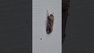 Backyard bug hunt  fall armyworm moth [upl. by Raual]