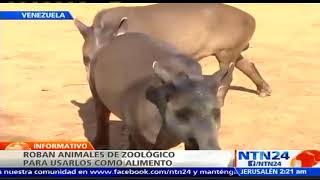 Venezolanos estarían robando animales de zoológicos para comérselos [upl. by Etnuad]