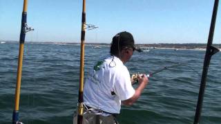 White Sea Bass in Monterey Bay Northern California [upl. by Leventhal]