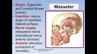 Anatomy of muscles of mastication [upl. by Bowles]