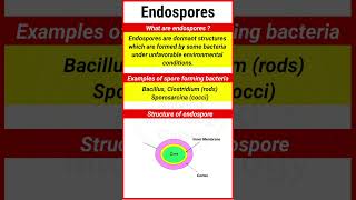 Endospores  Examples of endospore forming Bacteria  Structure of endospore  shorts [upl. by Danby363]