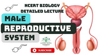 Male Reproductive System  Human Reproduction  NCERT Biology [upl. by Nessej481]