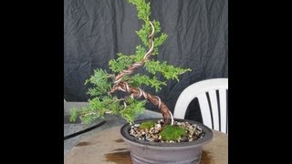 How To Make A Juniper Bonsai For Under 3000 [upl. by Aseeram434]