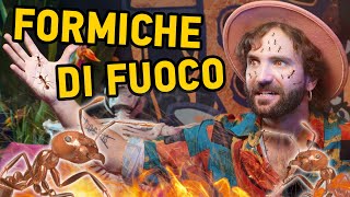 Le FORMICHE DI FUOCO sono giunte in Italia [upl. by Yror]