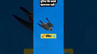 Rocket Eagle ≈ 🤔बेहद खतरनाक बाज़ ≈ Fail🥶 shorts facts youtube video eagle birds [upl. by Aderf]