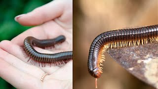 Short Documentary for Children about Millipedes [upl. by Yehudi]