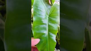 Amazing Wild Plants Shape Heart shortsyoutube nature [upl. by Arty764]