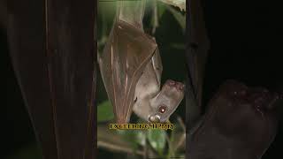 Creepy and scary Hammerheaded Bat part 1 [upl. by Connor637]