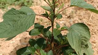 Amaranthus spinosus plant [upl. by Columbine]