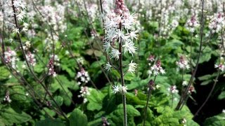 Best Perennials For Shade  Tiarella Spring Symphony Foamflower [upl. by Carmela176]