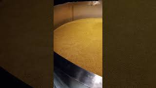 Making Whiskey Early Stage of fermentation process [upl. by Melgar]