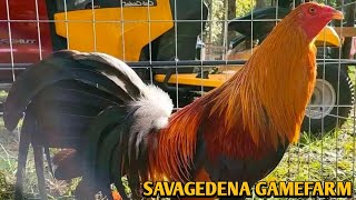 Yellow Leg Hatch Grey Asil  SAVAGEDENA FARM [upl. by Allecram]