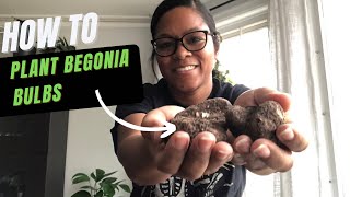 How to plant Begonia Bulbs  Important TIP you need to know  Container Gardening [upl. by Niwri514]