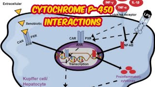 cytochrome p 450 interactions [upl. by Rillings234]