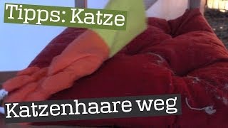 Katzenhaare mit Gummihandschuh entfernen  Tipp [upl. by Kauppi]