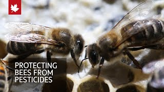 Supplement could help protect bees from pesticides [upl. by Wiseman652]