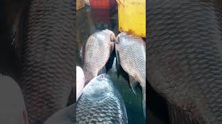 shortsvanagaram fish market [upl. by Tevis]