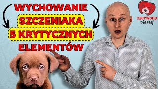 Wychowanie i szkolenie szczeniaka 5 krytycznych elementów Od czego zacząć [upl. by Zilber]