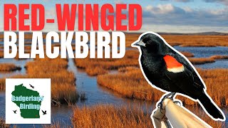 Redwinged Blackbird SongCall and Everything You Need To Know [upl. by Martina]