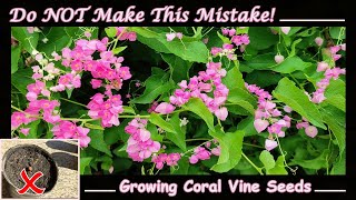 Growing Coral Vine Seeds DONT Make This Mistake [upl. by Assertal]